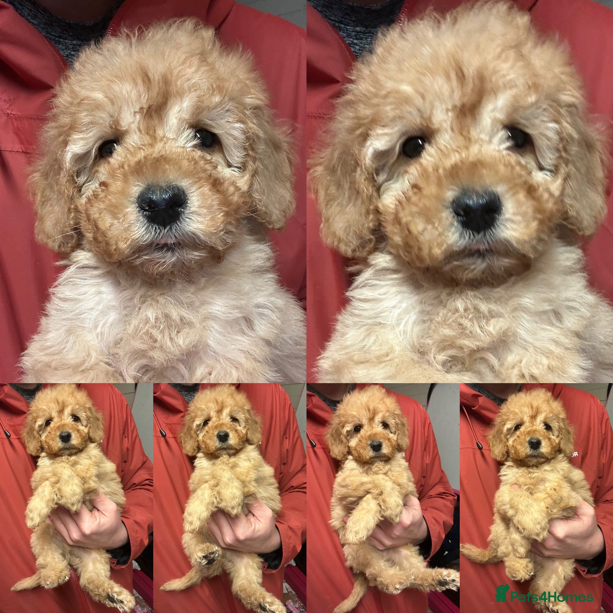 Goldendoodle dogs Miniature Goldendoodles - Ready Mid December  - Advert 1