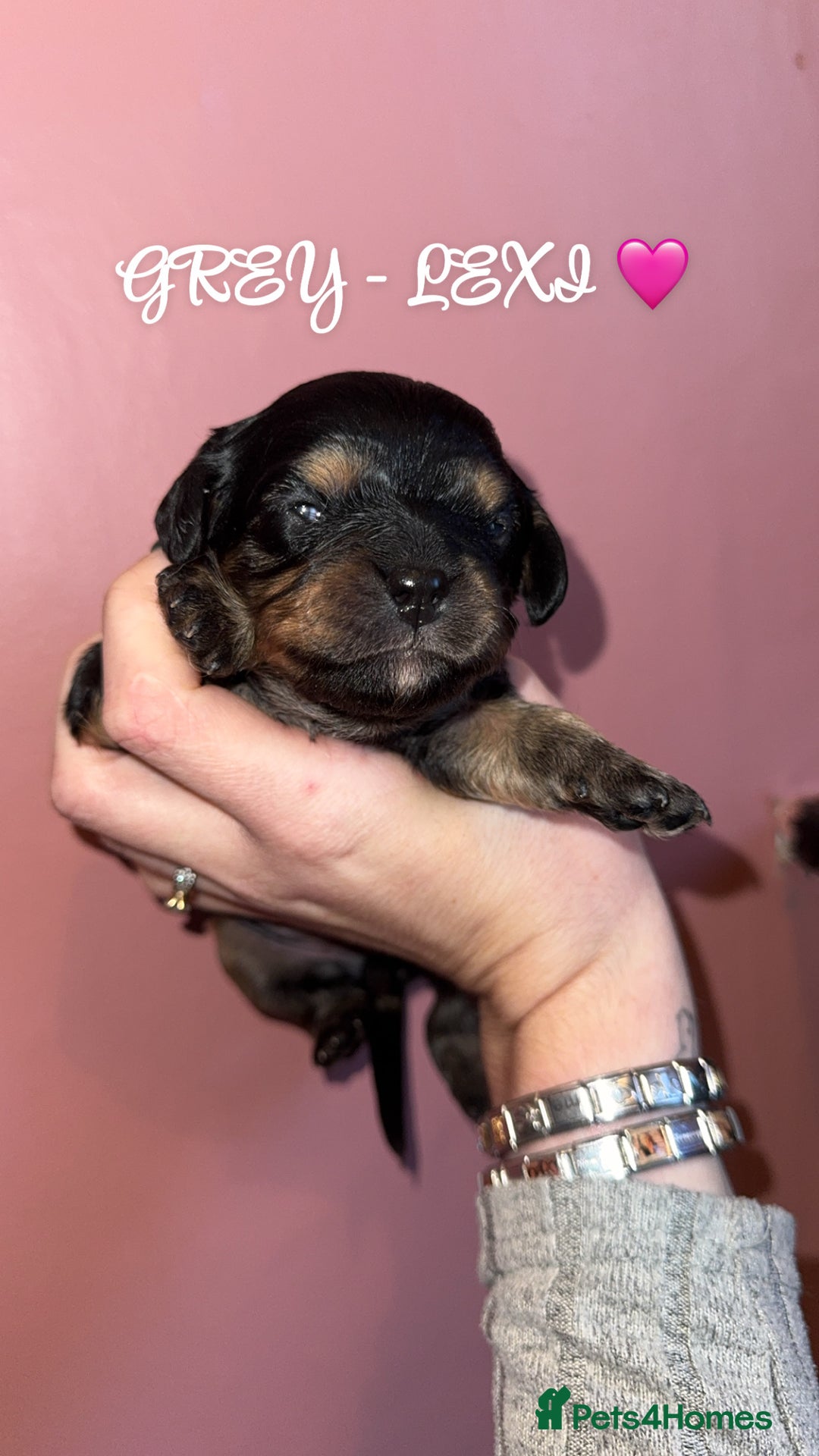 Cavapoo dogs for sale: F1b Cavapoo  - Image 9