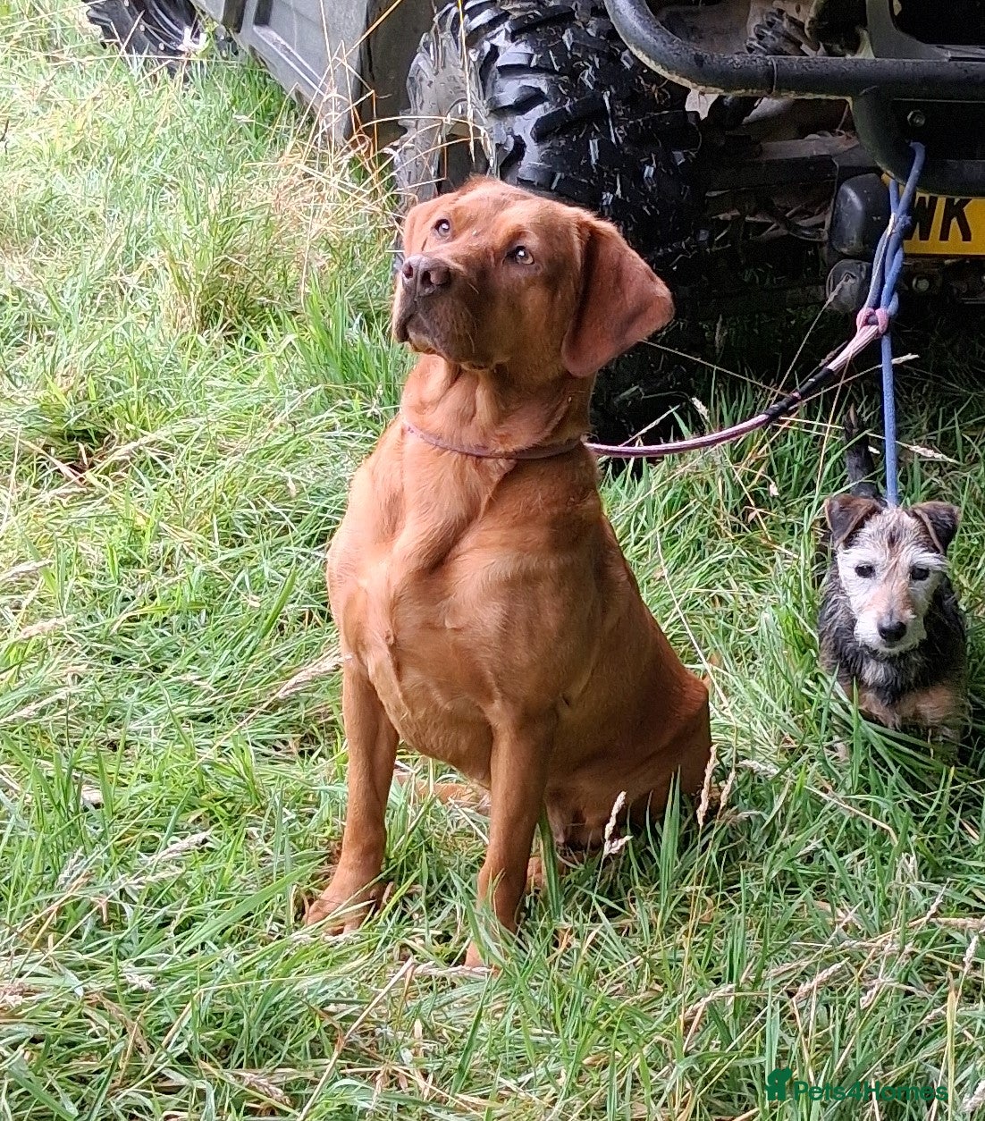 Labrador Retriever dogs  Working Golden Labrador puppies - Advert 2