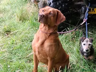 Labrador Retriever dogs Working Golden Labrador puppies - Advert 1