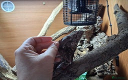 Dragon reptiles for sale: Frilled dragon and vivarium  - Image 5
