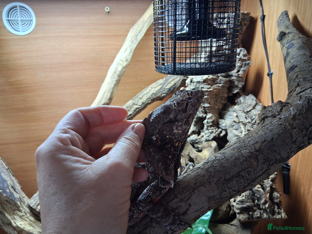 Dragon reptiles for sale: Frilled dragon and vivarium  - Image 5