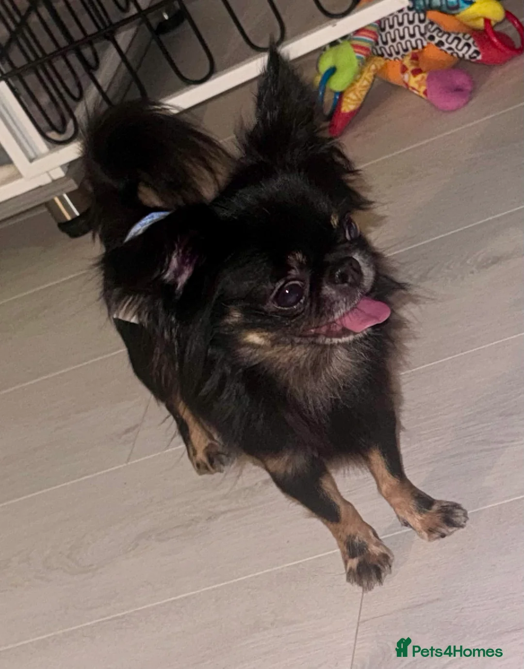 Chihuahua dogs for stud: Russian chihuahua stud - Advert 1