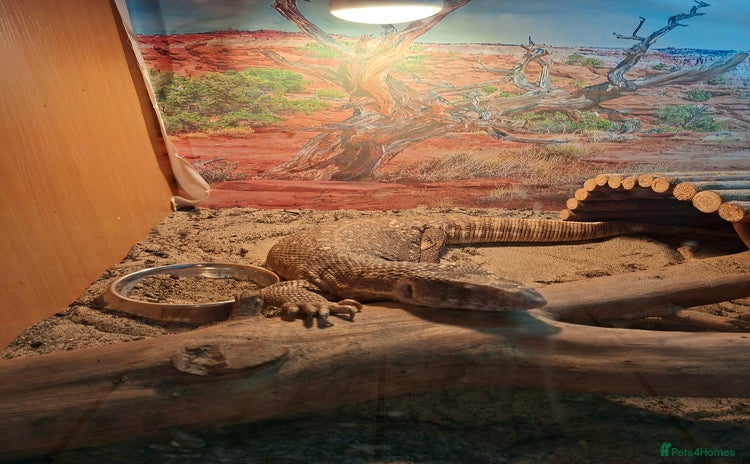Monitor reptiles - Advert 7