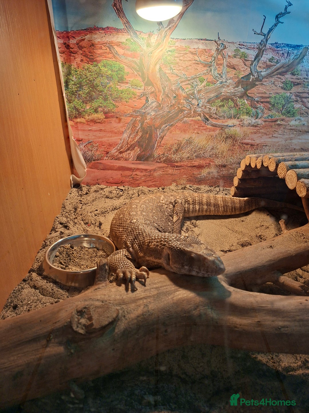 Monitor reptiles for sale: Bosc monitor lizard savvy  - Image 1