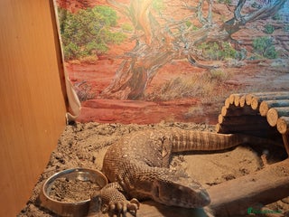 Monitor reptiles - Advert 5