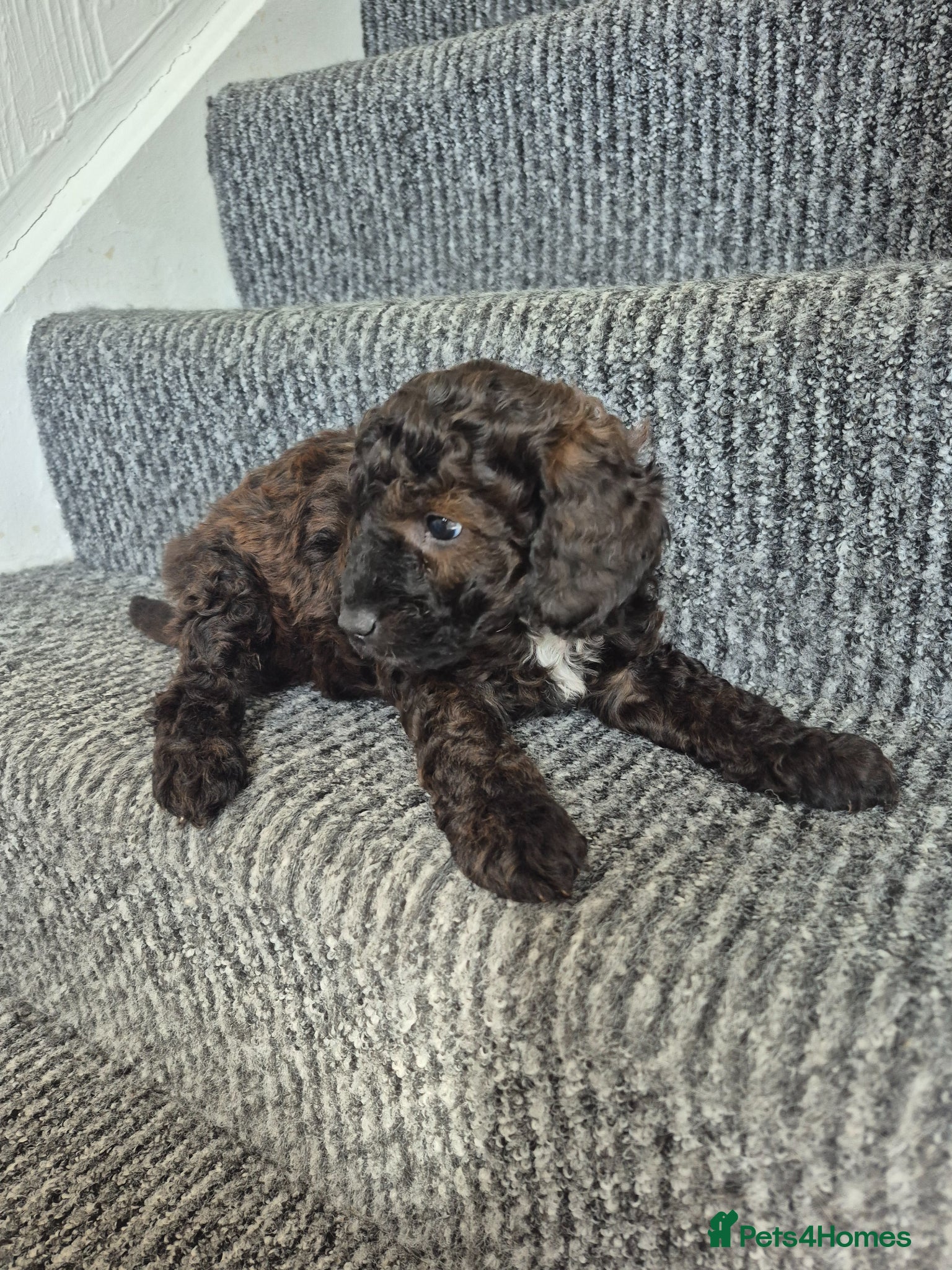 Cockapoo dogs cockapoo puppies Ready now  - Advert 8