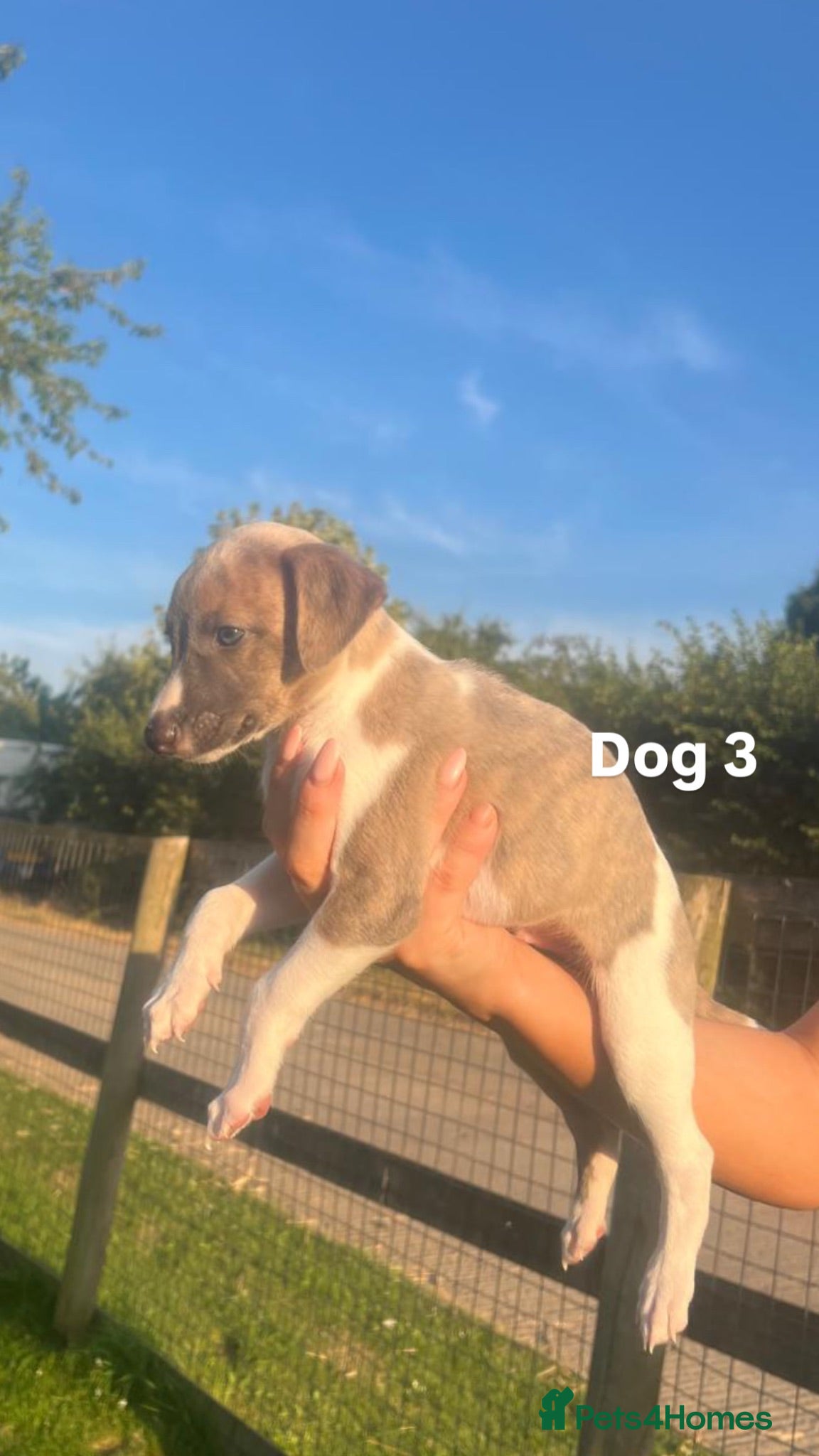 Whippet dogs 8 KC registered whippet pups - Advert 2