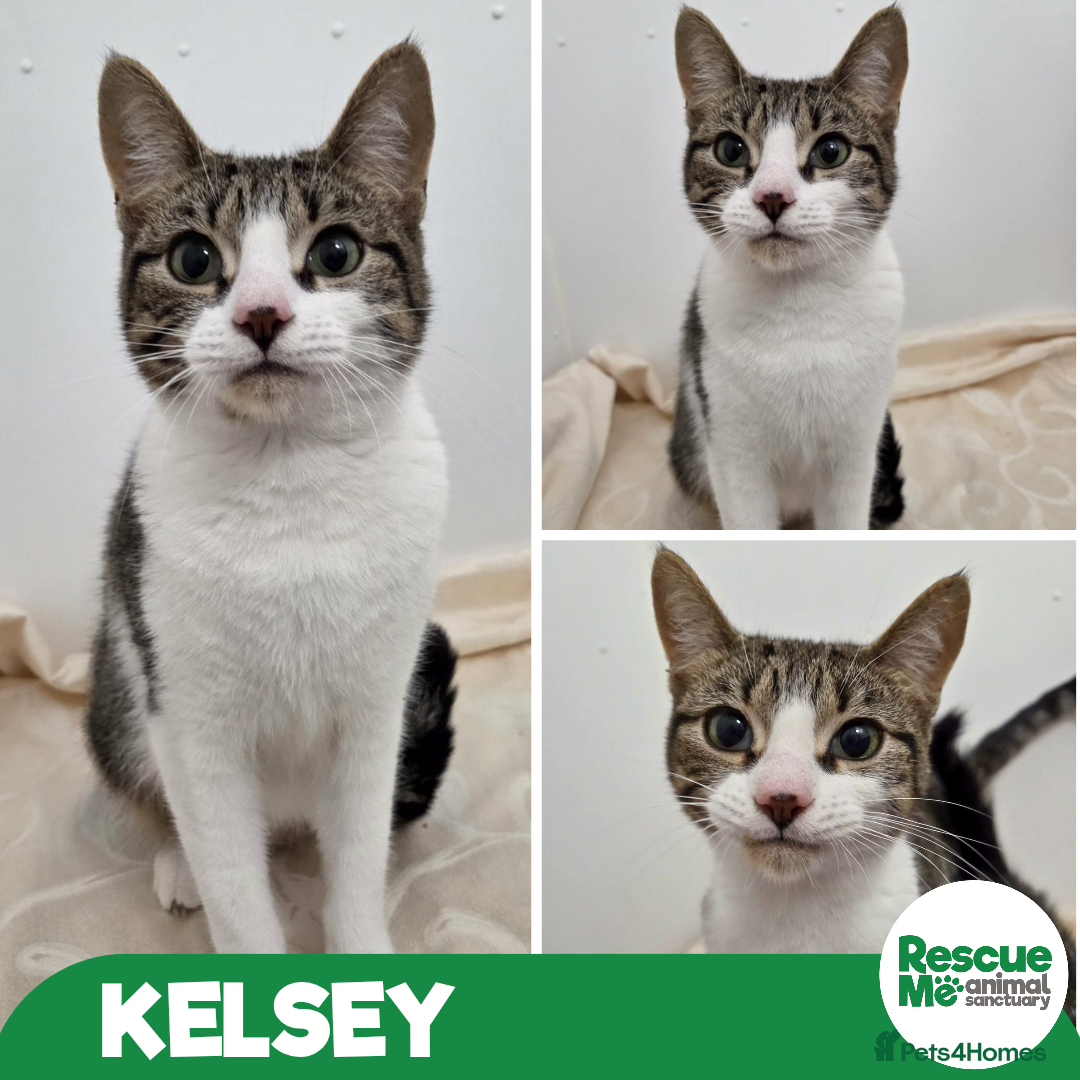 Mixed Breed cats Kelsey - sweet mummy cat - Advert 3