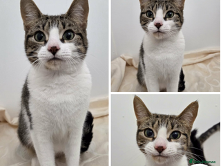 Mixed Breed cats Kelsey - sweet mummy cat - Advert 2