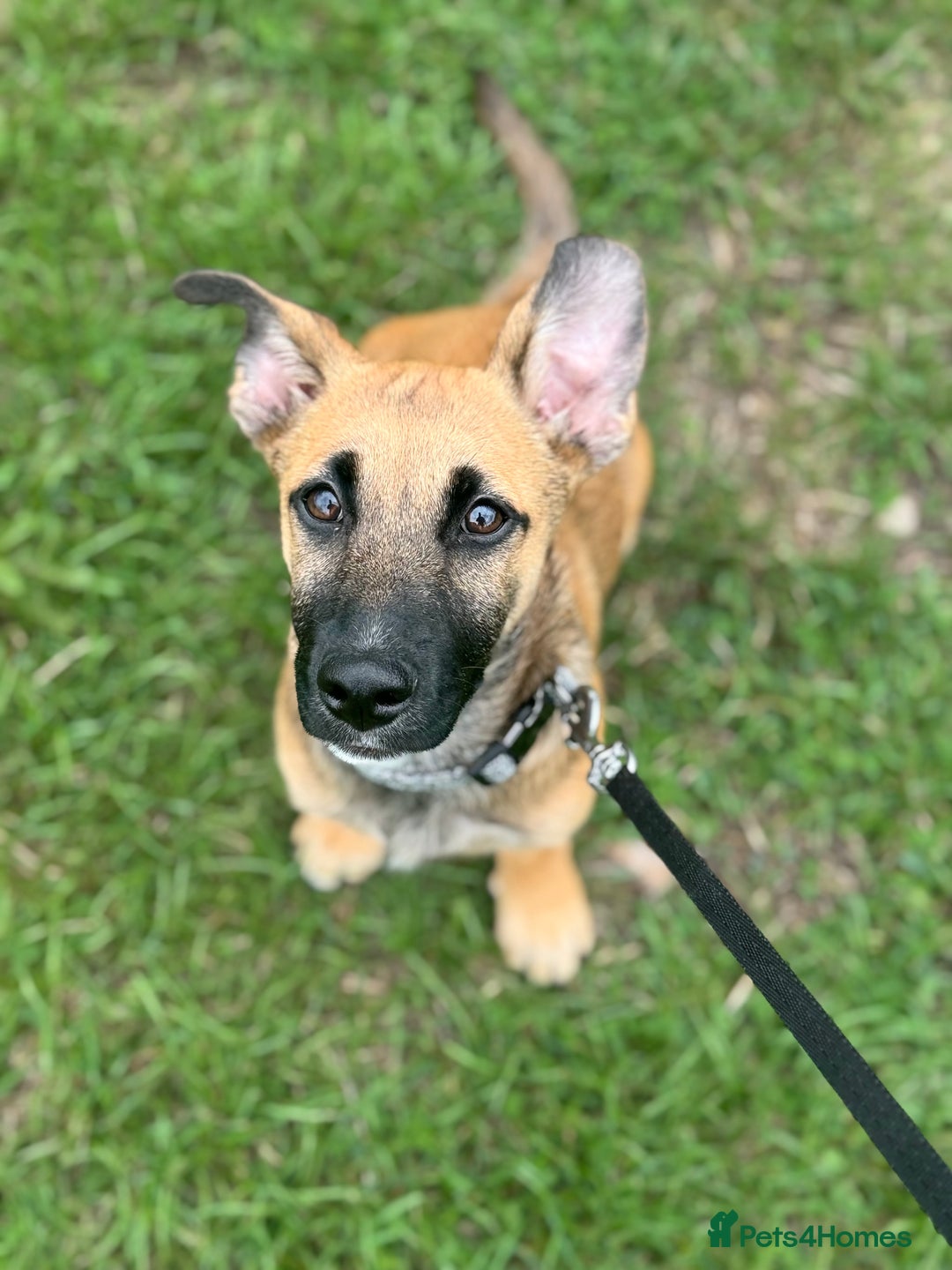 Mixed Breed dogs for sale: Mixed breed puppy  - Image 4