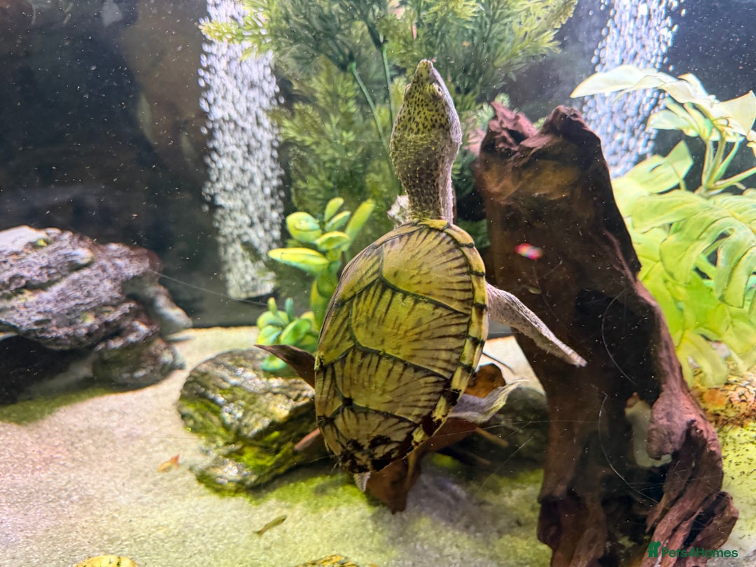 Turtle reptiles for sale: 240L tank & turtles for sale  - Advert 9