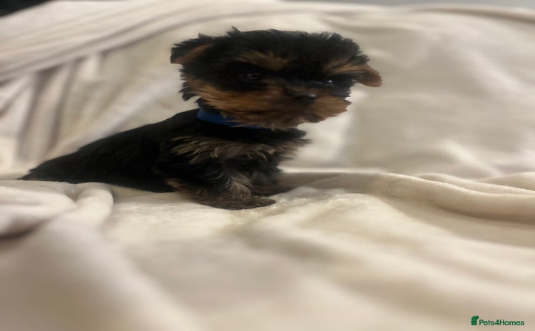 Yorkshire Terrier dogs - Advert 1