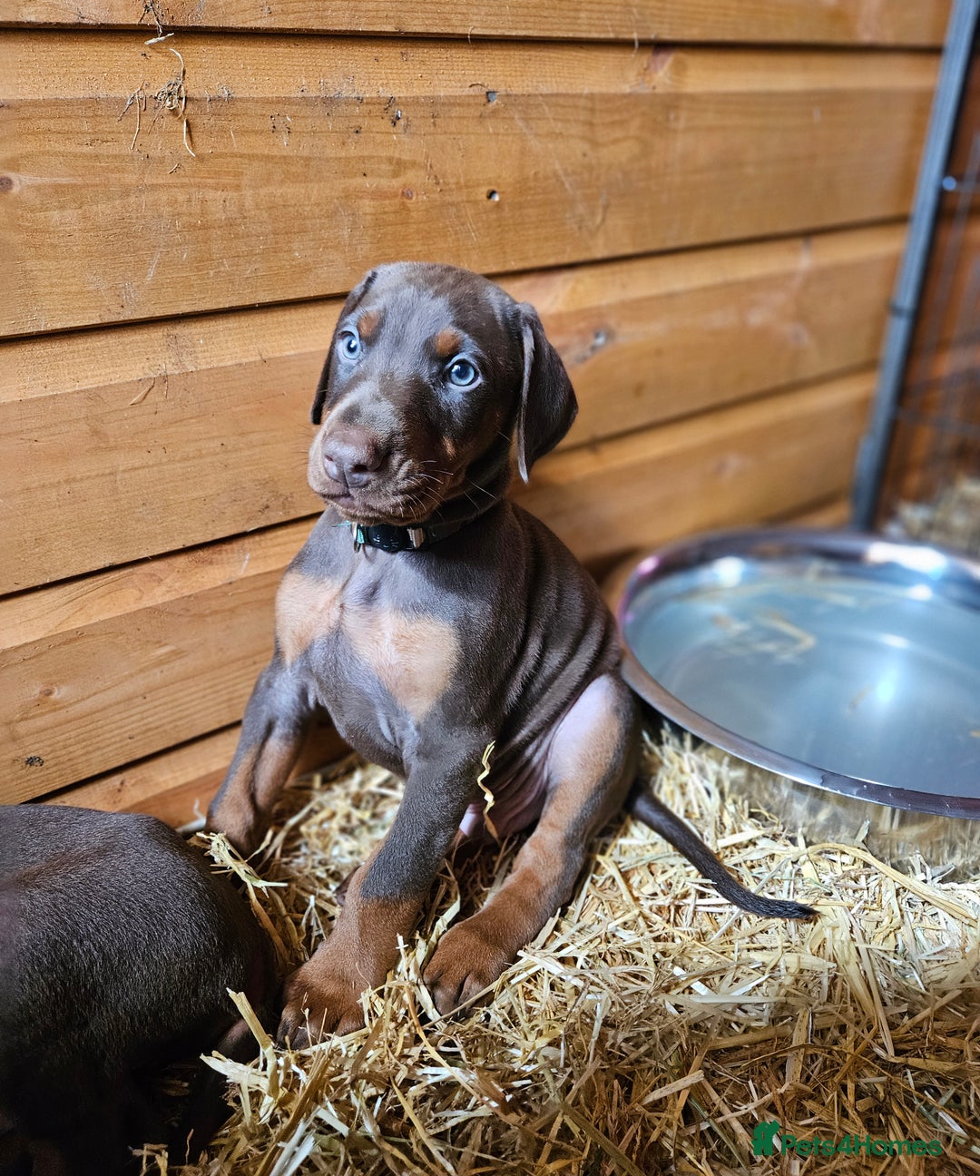 Dobermann dogs for sale: Elite Class World Champion Pedigree Pups KC'D - Image 23