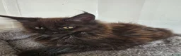 Maine Coon cats for sale: Full Mainecoon beautiful kittens  - Advert 25