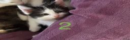 Mixed Breed cats for sale: 4 Ragoll-cross kittens available  - Advert 7