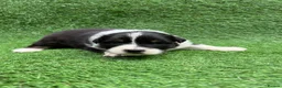 Australian Shepherd dogs for sale: Australian Shepherd Puppies  - Advert 10