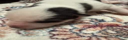 Siberian Husky dogs for sale: Epic Purebred Siberian Huskies - Ready Dec 16th in Treorchy - Advert 11