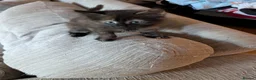 Mixed Breed cats for sale: 3 gorgeous kittens  - Advert 7