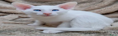Whitestorm