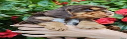 Cocker Spaniel dogs for sale: ❤️ Beautiful KC Registered Show Cocker Spaniels ❤️ - Advert 12