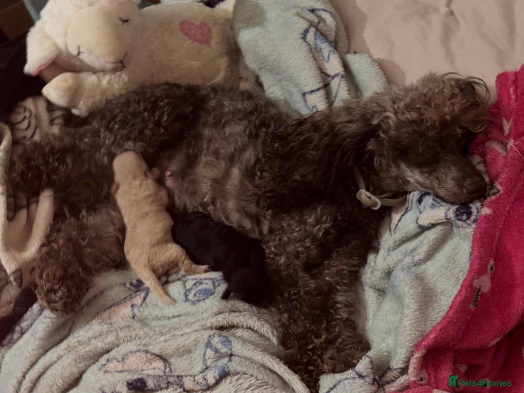 Toy Poodle dogs for sale: 2 beautiful toy poodle puppies READY NOW  - Image 6