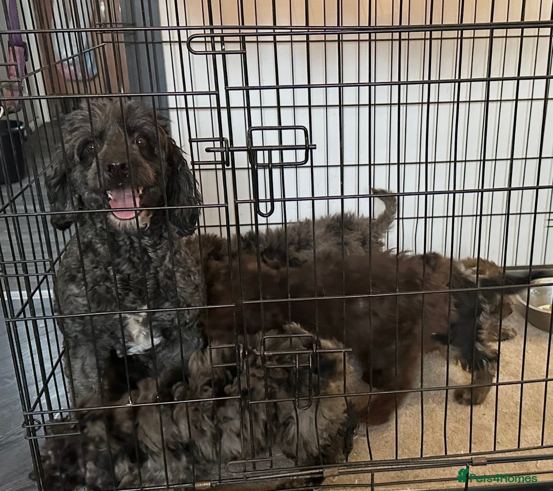 Cockapoo dogs for sale: Outstanding Cockapoos’s  - Advert 26