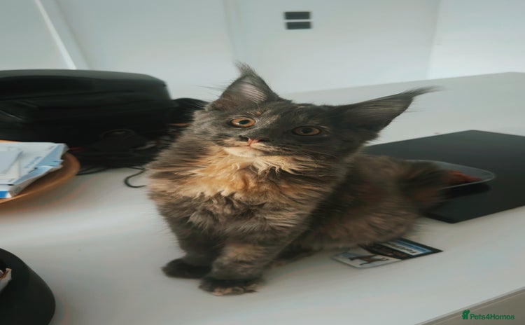 Maine Coon cats - Advert 3