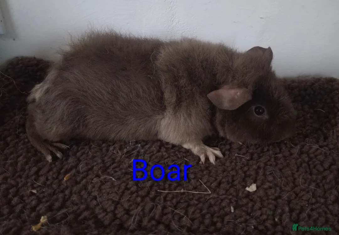 Guinea Pig rodents for sale: Guinea pigs  - Advert 2