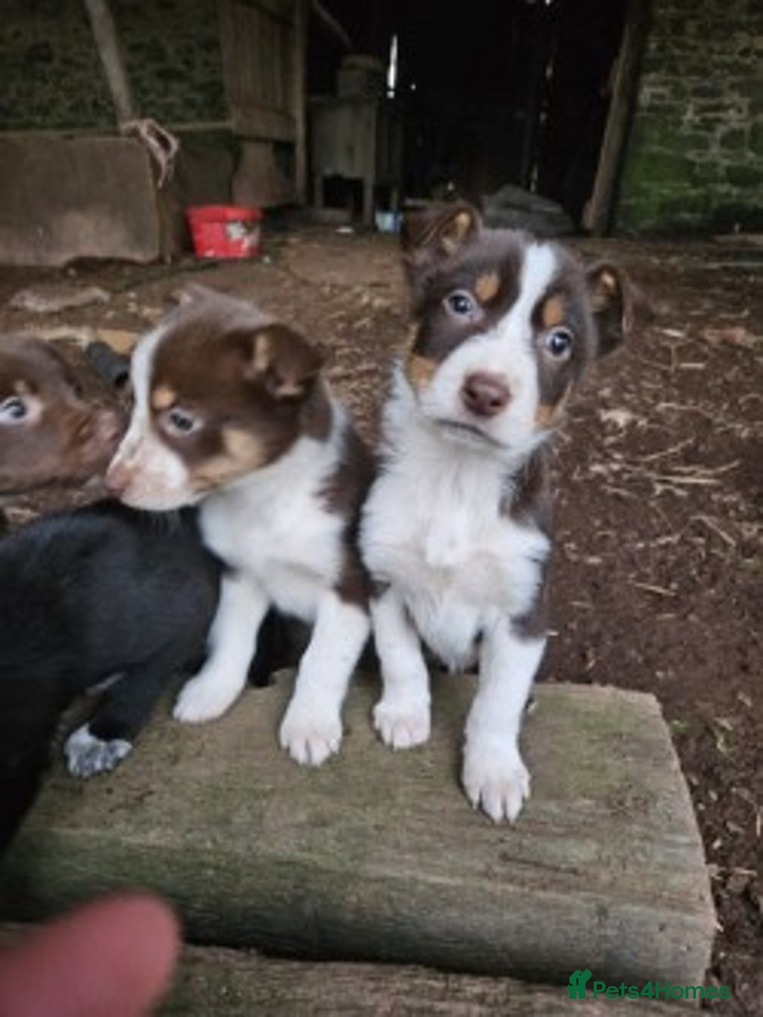 Mixed Breed dogs for sale: brown collie puppies (1 black) - Advert 9