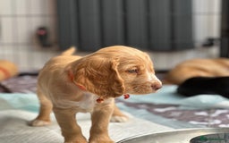 Cocker Spaniel dogs for sale: Little girl cocker spaniel puppy for sale  - Image 31