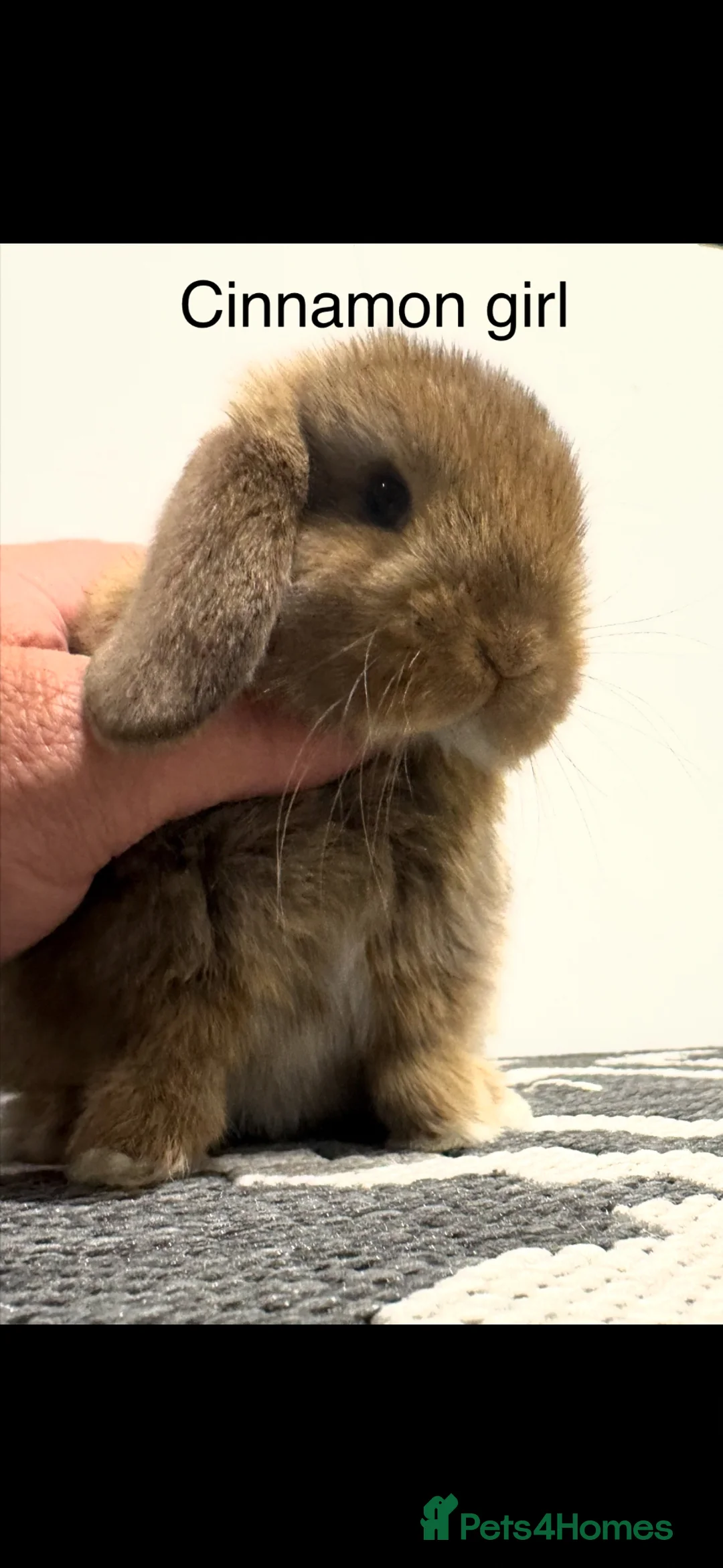 Mini Lop rabbits for sale: Cinnamon mini lop girl ready to go   - Advert 1