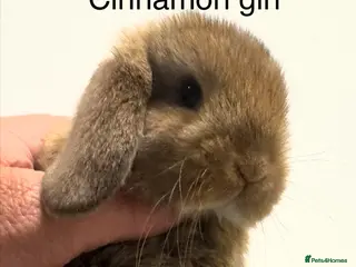Mini Lop rabbits Cinnamon mini lop girl ready to go - Advert 1
