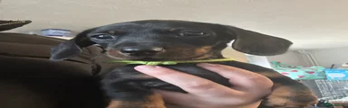 Dachshund Puppy 2