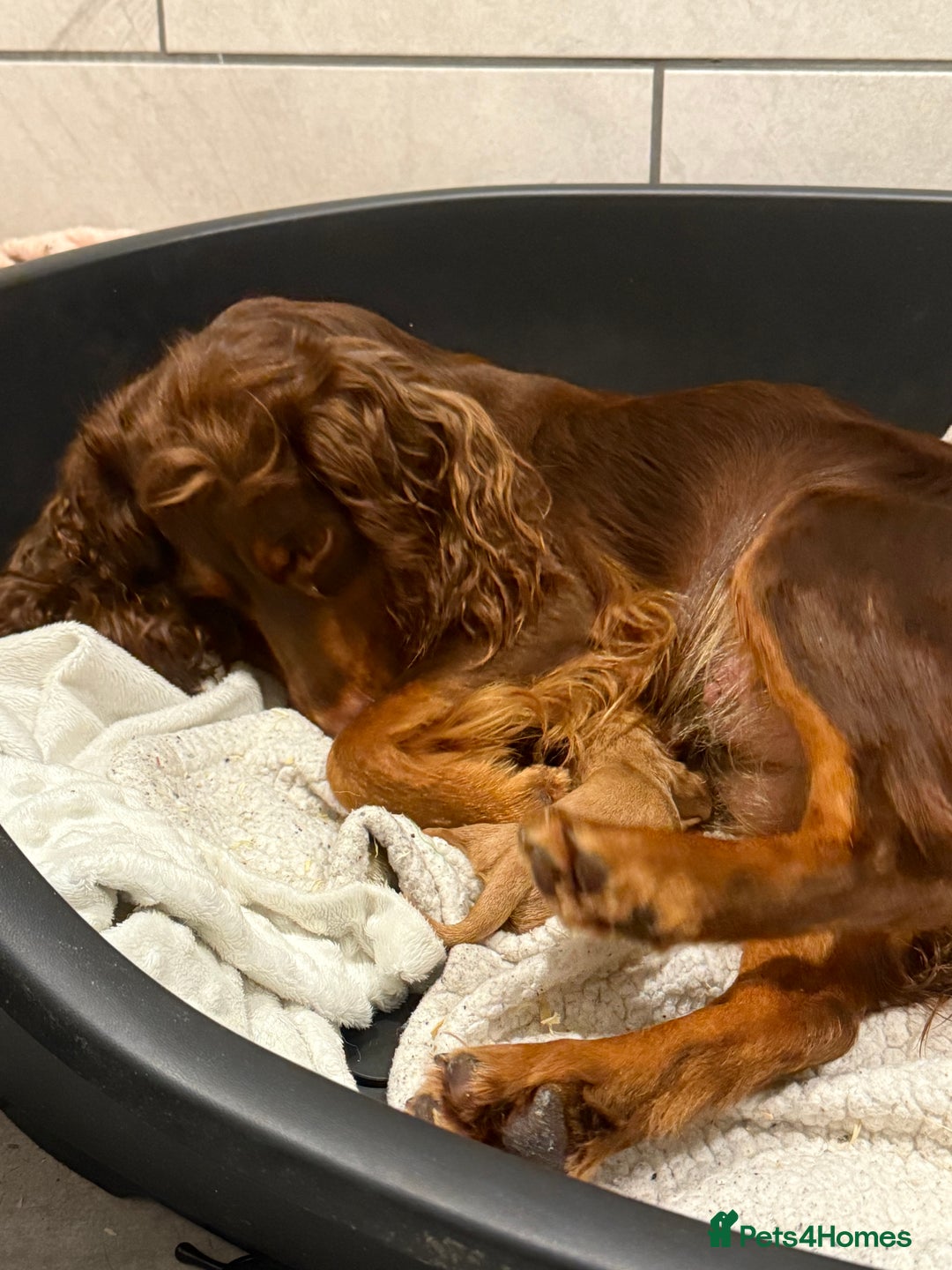 Cocker Spaniel dogs for sale: Stunning KC Working Cocker Spaniel Puppies - Image 8
