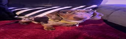 Miniature Dachshund dogs for stud: Rare Eyes Miniature Dachshund Stud - Advert 4