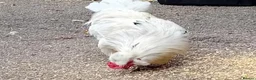 Chickens poultry for sale: Pure Emerald Cockerel / Blue Egger 🐓💙 - Advert 4