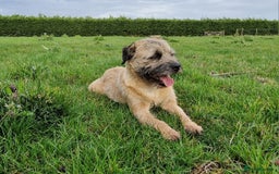 Border Terrier dogs for sale: 4 year old Male pedigree Border  - Image 2