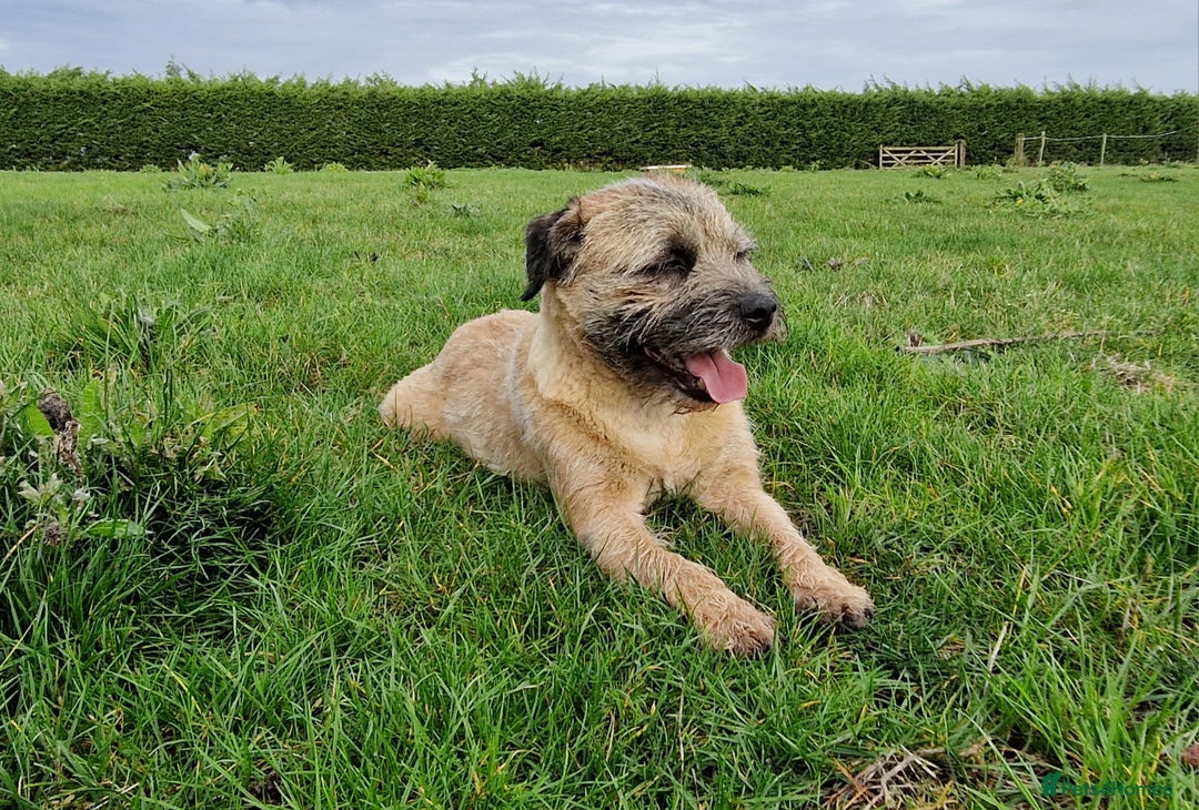 Border Terrier dogs for sale: 4 year old Male pedigree Border  - Image 2