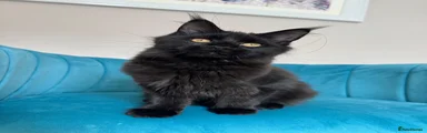 Maine Coon 5