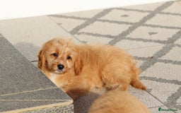 Cavapoo dogs for sale: F1 Cavapoo puppies for sale FULLY VACCINATED - Advert 18