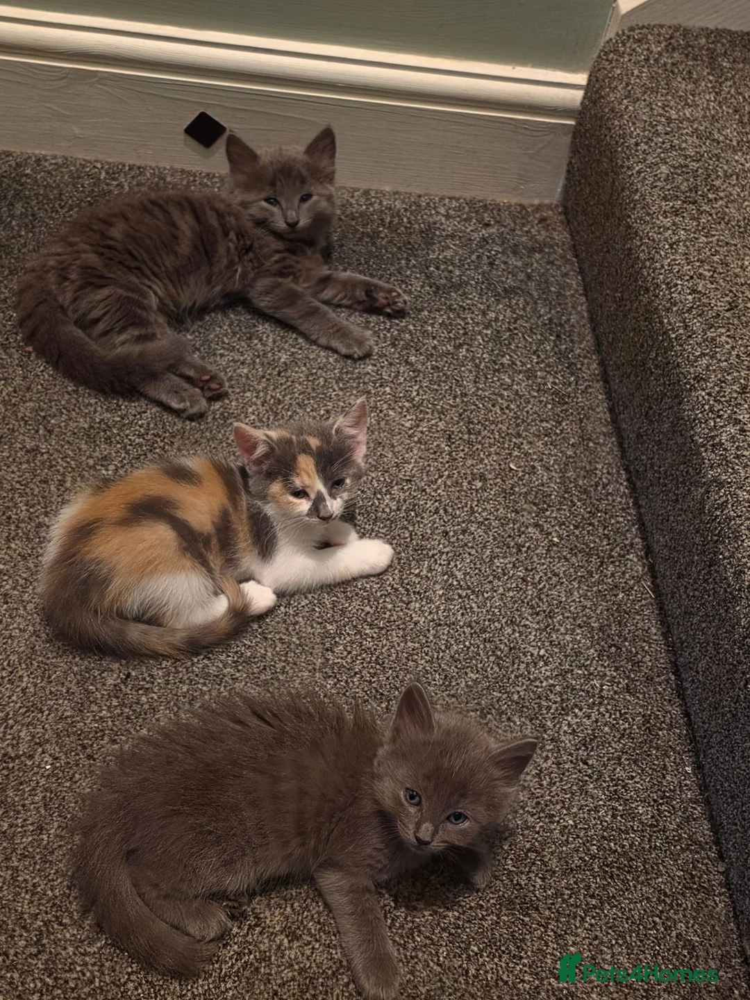 Norwegian Forest Cat cats for sale: Norwegian forest cross  in Sherborne - Advert 2