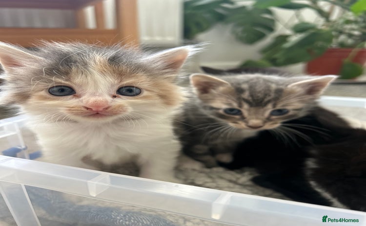 Ragdoll cats - Advert 4