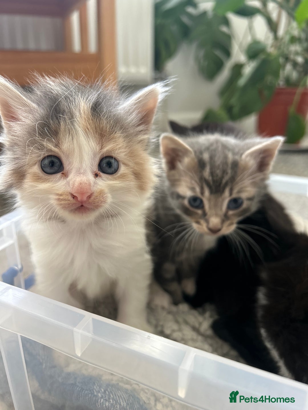 Ragdoll cats for sale: Beautiful kittens mixed colours - Image 1