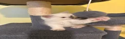 Ragdoll cats for sale: RARE CINNAMON CARRYING RAGDOLL KITTENS AVAILABLE  - Advert 16