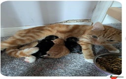 Mixed Breed cats for sale: 10 weeks of beautiful ginger boy kittens - Image 3