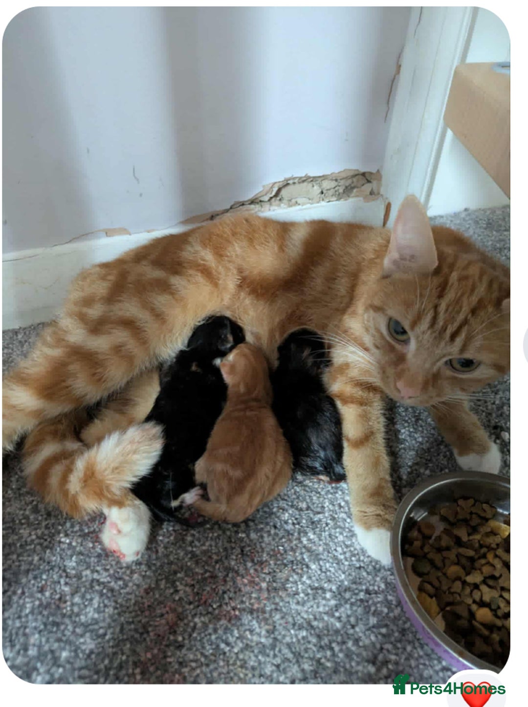 Mixed Breed cats for sale: 10 weeks of beautiful ginger boy kittens - Image 3