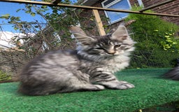 Maine Coon cats for sale: Maincoon boys ready now 1 left - Image 1