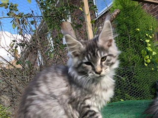 Maine Coon cats - Advert 28