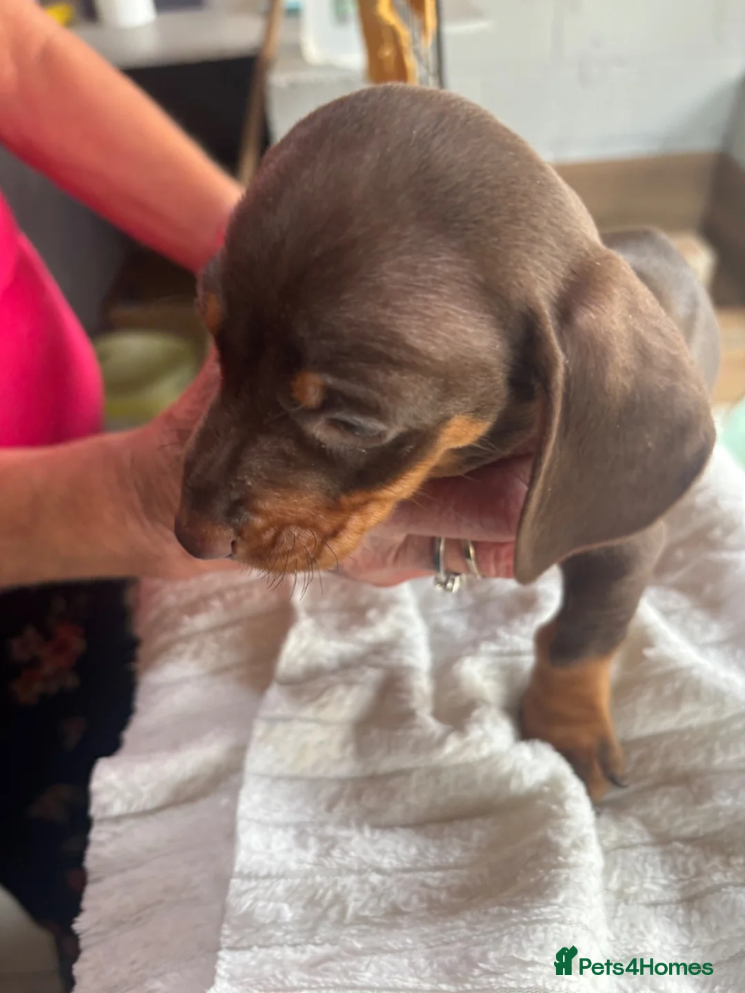 Dachshund dogs for sale: Dachshund puppies - Advert 1